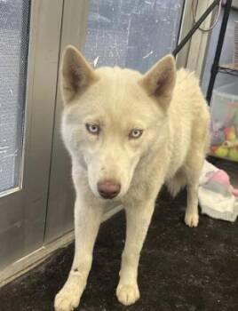 Mixed Breed Dogs Available for Adoption in Dallas, Texas - ASH | PetCurious