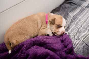 Rescue Labrador Retriever and Mixed Breed Dogs for Adoption in Chapel Hill, North Carolina - Clover | PetCurious