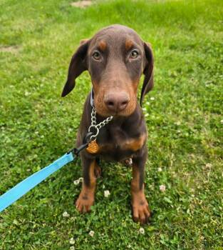 Doberman Pinscher Dogs Available for Adoption in Saint Clairsville, Ohio - Kallie | PetCurious