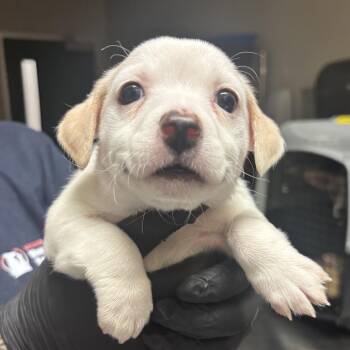 Carmel -  Chihuahua Dog for Adoption in Reno, Nevada - Carmel | PetCurious