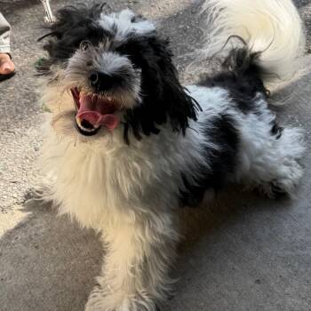 Pomeranian and Miniature Poodle Dogs Available for Adoption in Tampa, Florida - King | PetCurious