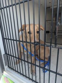 Labrador Retriever and Mixed Breed Dogs Available for Adoption - Story | PetCurious