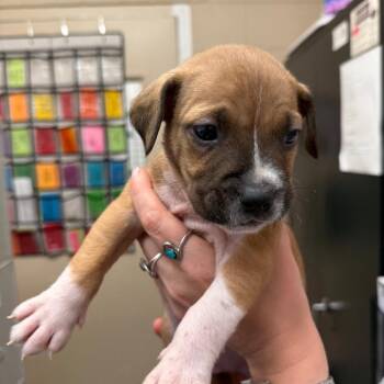Blueberry -  Hound and Labrador Retriever Dog for Adoption in Troy, Virginia - Blueberry | PetCurious
