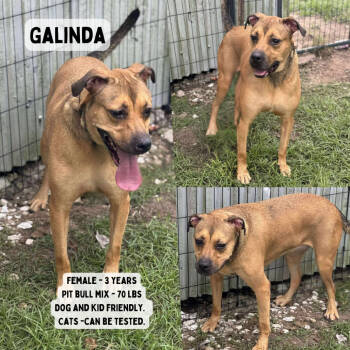 Rescue Pit Bull Terrier Dogs for Adoption in Anahuac, Texas - Galinda | PetCurious