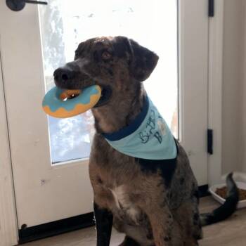 Pepper -  Labrador Retriever and Australian Shepherd Dog for Adoption in San Francisco, California - Pepper | PetCurious