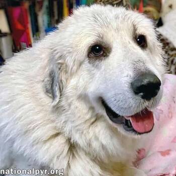 Opal in NC - Loves Snuggles On The Sofa -  Great Pyrenees Dog for Adoption in Beacon, New York - Opal In NC - Loves Snuggles On The Sofa | PetCurious