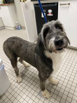 Chessie -  Poodle and Mixed Breed Dog for Adoption in Fall River, Massachusetts - Chessie | PetCurious