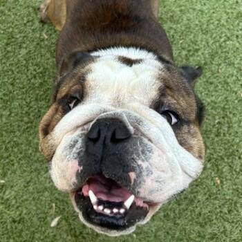 Mugsy -  English Bulldog Dog for Adoption in Charlottesville, Virginia - Mugsy | PetCurious