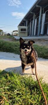 Loid -  Chihuahua Dog for Adoption in Brownwood, Texas - Loid | PetCurious