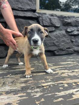 Zuko (Green) -  Shepherd and Mixed Breed Dog for Adoption in Russellville, Kentucky - Zuko (Green) | PetCurious