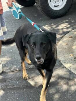 Chase -  Black Labrador Retriever and Shepherd Dog for Adoption in Lake Wylie, South Carolina - Chase | PetCurious