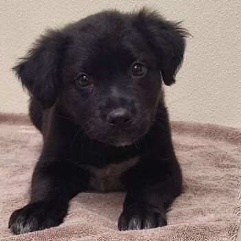 Mixed Breed Dogs Available for Adoption in Marion, Mississippi - Nick | PetCurious
