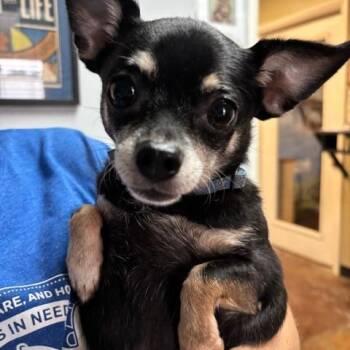 Phoebe D26-174 -  Chihuahua Dog for Adoption in Lebanon, Tennessee - Phoebe D26-174 | PetCurious