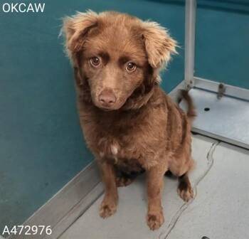 Schipperke and Mixed Breed Dogs Available for Adoption in Oklahoma City, Oklahoma - A472976 | PetCurious
