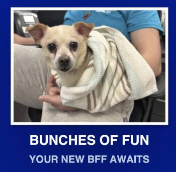 Rescue Chiweenie Dogs for Adoption in Morrisville, Pennsylvania - Bear | PetCurious