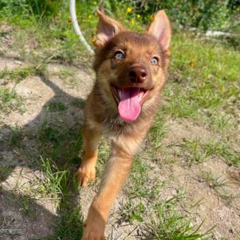 Rose -  German Shepherd Dog Dog for Adoption in Center Point, Texas - Rose | PetCurious