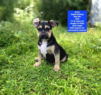 Butch -  English Bulldog and American Bully Dog for Adoption in Oviedo, Florida - Butch | PetCurious