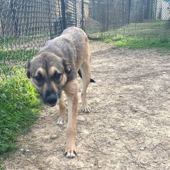 Mixed Breed Dogs Available for Adoption in Chattanooga, Tennessee - Dairy Queen | PetCurious