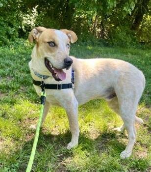 Australian Cattle Dog Blue Heeler Dogs Available for Adoption in Annapolis, Maryland - Blue | PetCurious