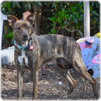 Hound Dogs Available for Adoption - Dixie | PetCurious