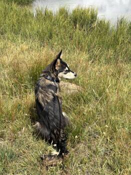 Pubs -  Husky and Australian Shepherd Dog for Adoption in Cheyenne, Wyoming - Pubs | PetCurious