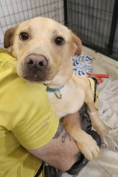 Ducky -  Nova Scotia Duck Tolling Retriever Dog for Adoption in Salem, New Hampshire - Ducky | PetCurious