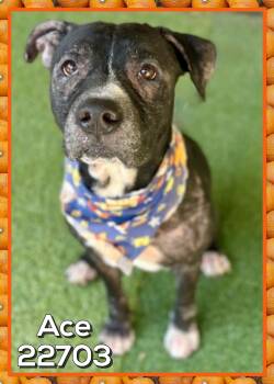 ACE -  Staffordshire Bull Terrier Dog for Adoption in Marietta, Georgia - ACE | PetCurious