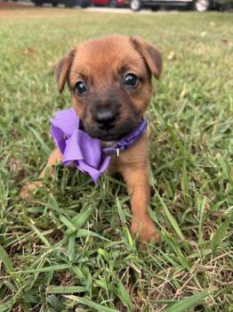 Dahlia -  Shepherd and Mountain Cur Dog for Adoption in Indian Springs Village, Alabama - Dahlia | PetCurious