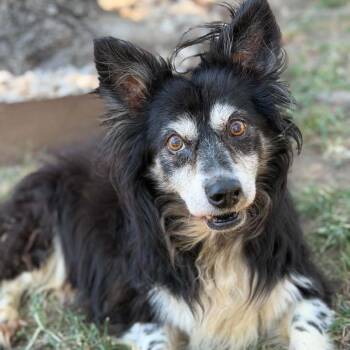 Susan -  Australian Shepherd and Border Collie Dog for Adoption in Spring Hill, Kansas - Susan | PetCurious