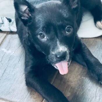 Mixed Breed Dogs Available for Adoption - Shrek Pup: Leonard | PetCurious