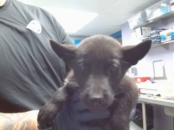 Rescue Husky and Mixed Breed Dogs for Adoption in Albuquerque, New Mexico - HULK | PetCurious