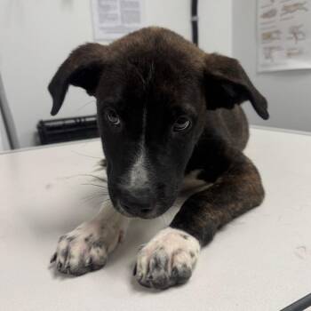 Tiger A2277324 -  Pit Bull Terrier Dog for Adoption in Los Angeles, California - Tiger A2277324 | PetCurious