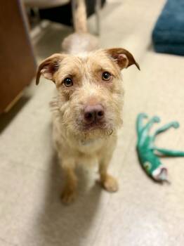 Yeti -  Terrier Dog for Adoption in Port Washington, New York - Yeti | PetCurious