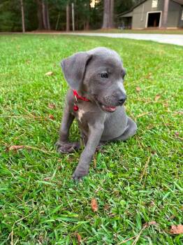 Bon Bon -  Pit Bull Terrier Dog for Adoption in Glocester, Rhode Island - Bon Bon | PetCurious