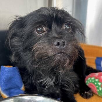 Mixed Breed Dogs Available for Adoption in Matteson, Illinois - Tupac | PetCurious