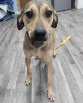 STAR -  Mountain Cur Dog for Adoption in Chicopee, Massachusetts - STAR | PetCurious