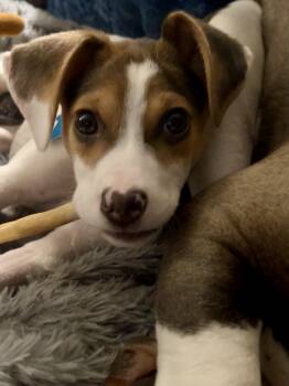 Beagle and Terrier Dogs Available for Adoption - Posey | PetCurious