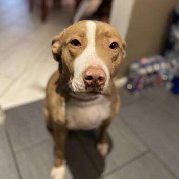 Pit Bull Terrier Dogs Available for Adoption - Shugga | PetCurious