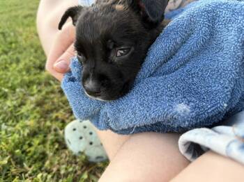 Itty Bitty -  American Bulldog Dog for Adoption in Lakeland, Florida - Itty Bitty | PetCurious