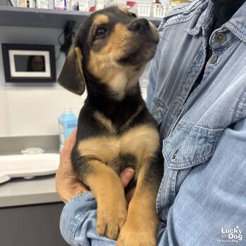 Shepherd and Labrador Retriever Dogs Available for Adoption - Helen | PetCurious