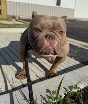 American Bulldog Dogs Available for Adoption in Indianapolis, Indiana - KARMA | PetCurious