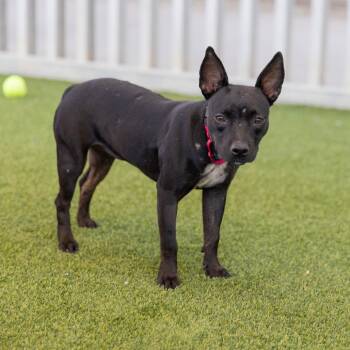 Pinky -  Chihuahua Dog for Adoption in Palm Springs, California - Pinky | PetCurious