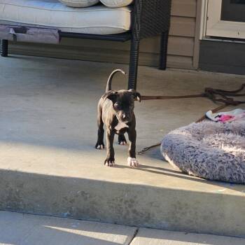 Rescue Pit Bull Terrier Dogs for Adoption in Hoffman Estates, Illinois - Ember | PetCurious