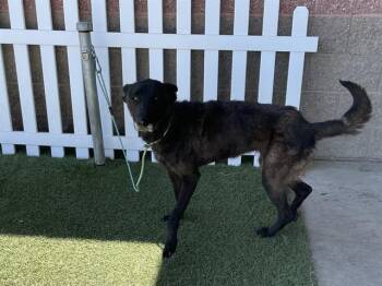 TALA -  Belgian Shepherd Malinois Dog for Adoption in Modesto, California - TALA | PetCurious