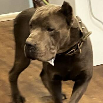 Murph -  Cane Corso Dog for Adoption in St. Louis, Missouri - Murph | PetCurious
