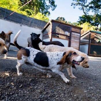 Haley -  Basset Hound Dog for Adoption in Golden, Colorado - Haley | PetCurious