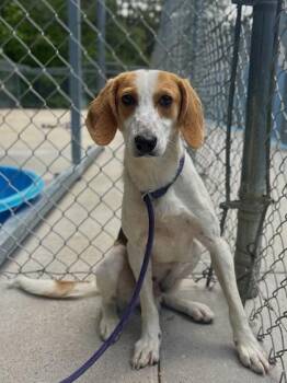 Hound and Mixed Breed Dogs Available for Adoption in King William, Virginia - Casper | PetCurious