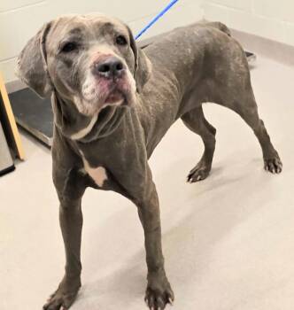 Rescue Cane Corso Dogs for Adoption in Lindenhurst, New York - 25-467 Dini | PetCurious
