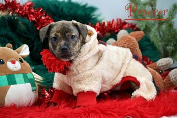 Rescue Terrier and Plott Hound Dogs for Adoption in Sevierville, Tennessee - Prancer | PetCurious