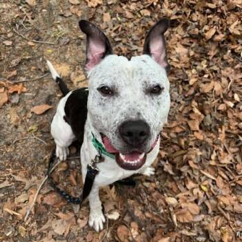 Pit Bull Terrier Dogs Available for Adoption in Sunderland, Maryland - Dice | PetCurious